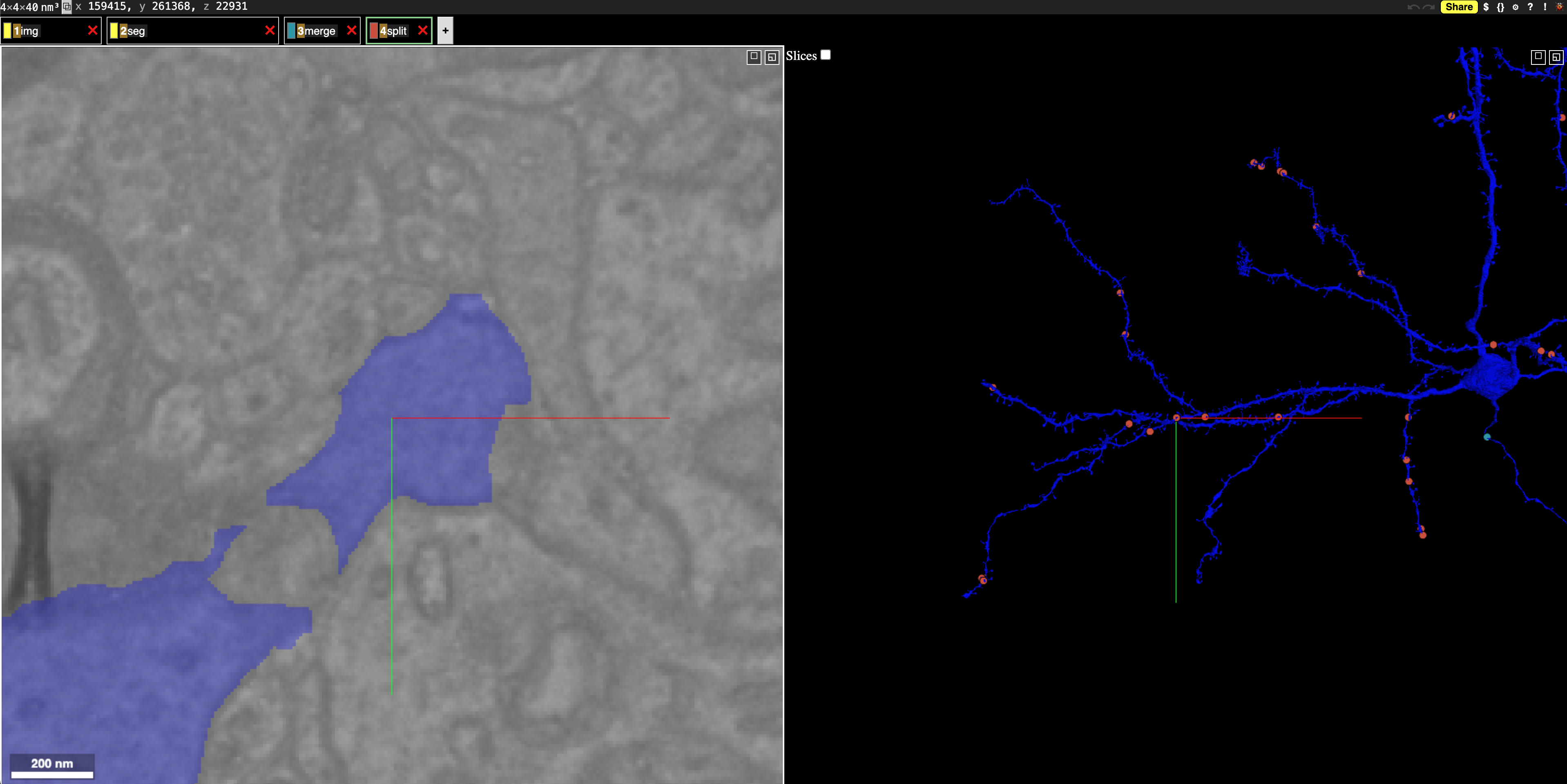 Example neuroglancer link